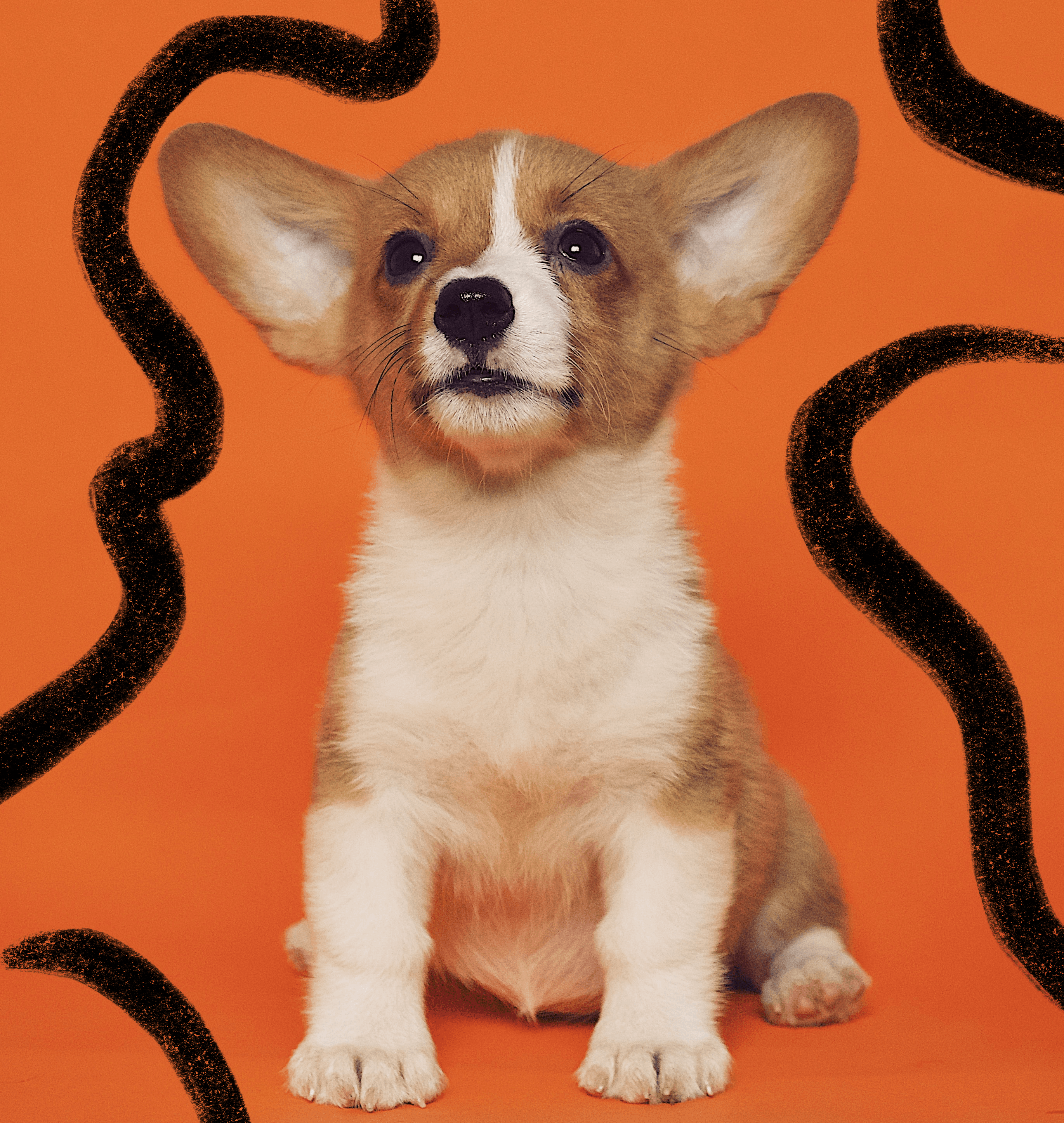 Beware of Pet Explanations